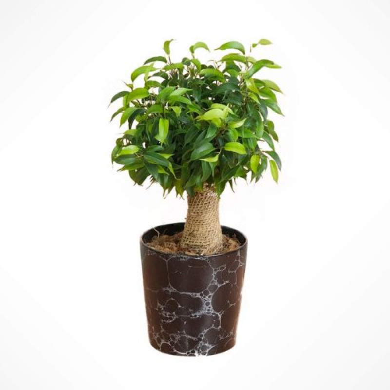 Ficus Benjain Bonsai